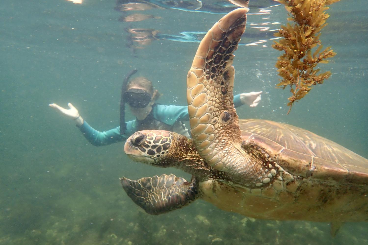 一名<a href='http://gam49m.uncsj.com'>bv伟德ios下载</a>学生在Galápagos群岛游学途中与一只巨龟游泳.